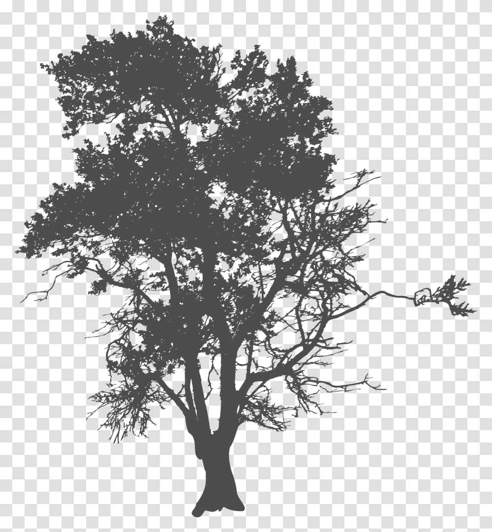 Tree Silhouette Poster Siluetas De Arboles Para Photoshop, Plant, Pattern, Stencil, Fractal Transparent Png