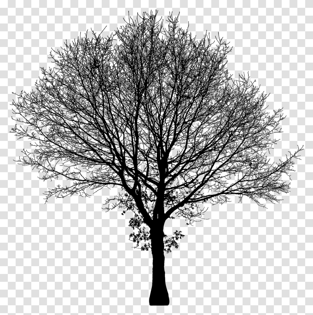 Tree Silhouette Vector, Gray, World Of Warcraft Transparent Png