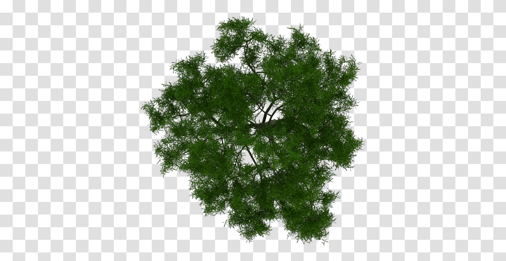Tree Site Plan, Moss, Plant, Leaf, Green Transparent Png