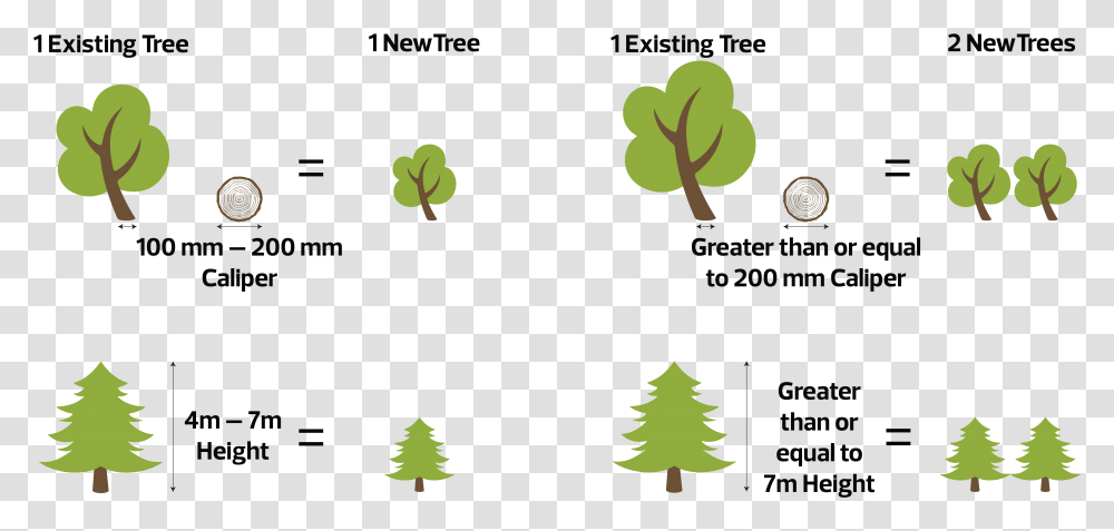 Tree Size In Mm, Plant, Pine, Ornament, Christmas Tree Transparent Png