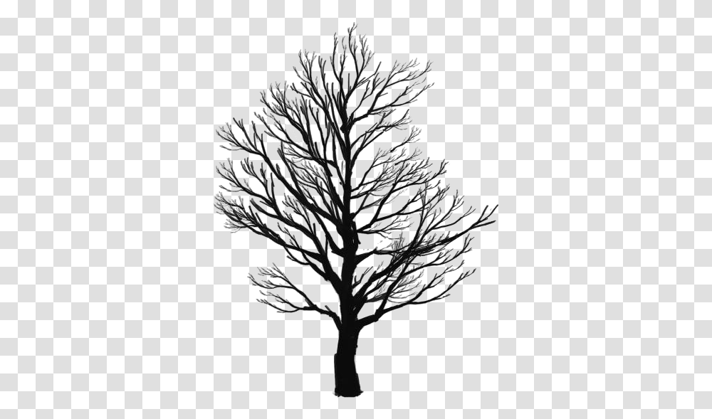 Tree Sketch Images Winter Tree Silhouette, Plant, Tree Trunk, Flower, Blossom Transparent Png