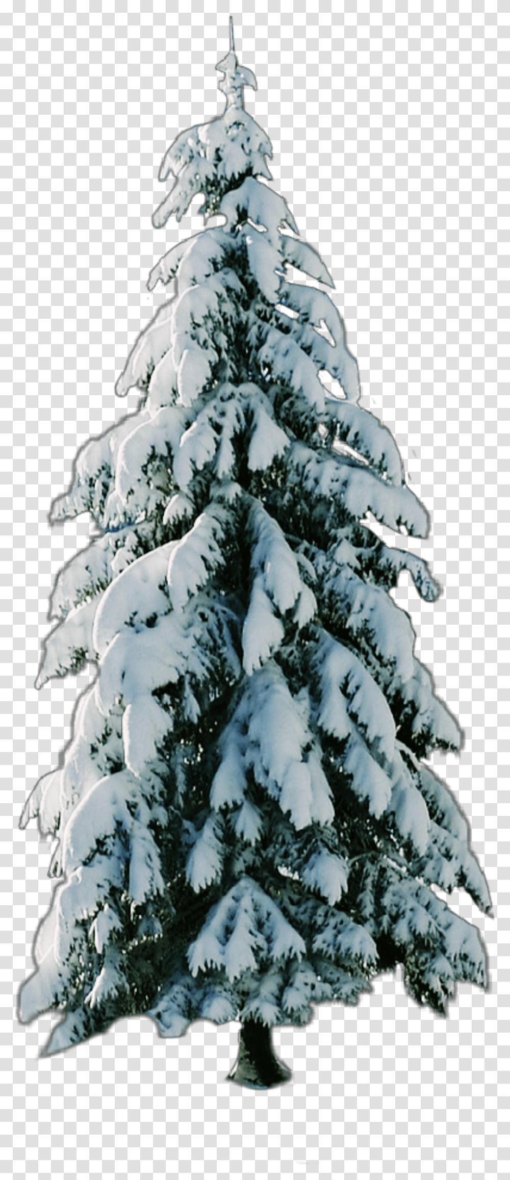 Tree Snow Christmastree Snow, Plant, Fir, Abies, Pine Transparent Png