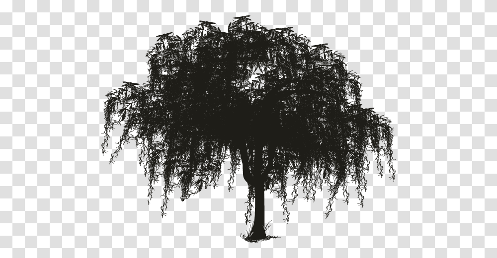 Tree Spanish Moss Woody Plant Silhouette Spanish Moss Tree Silhouette, Nature, Outdoors, Night, Astronomy Transparent Png