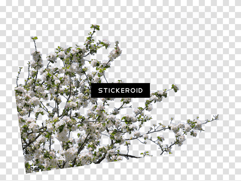 Tree Spring Flowers Tree Flowers Download, Plant, Cherry Blossom, Petal, Outdoors Transparent Png
