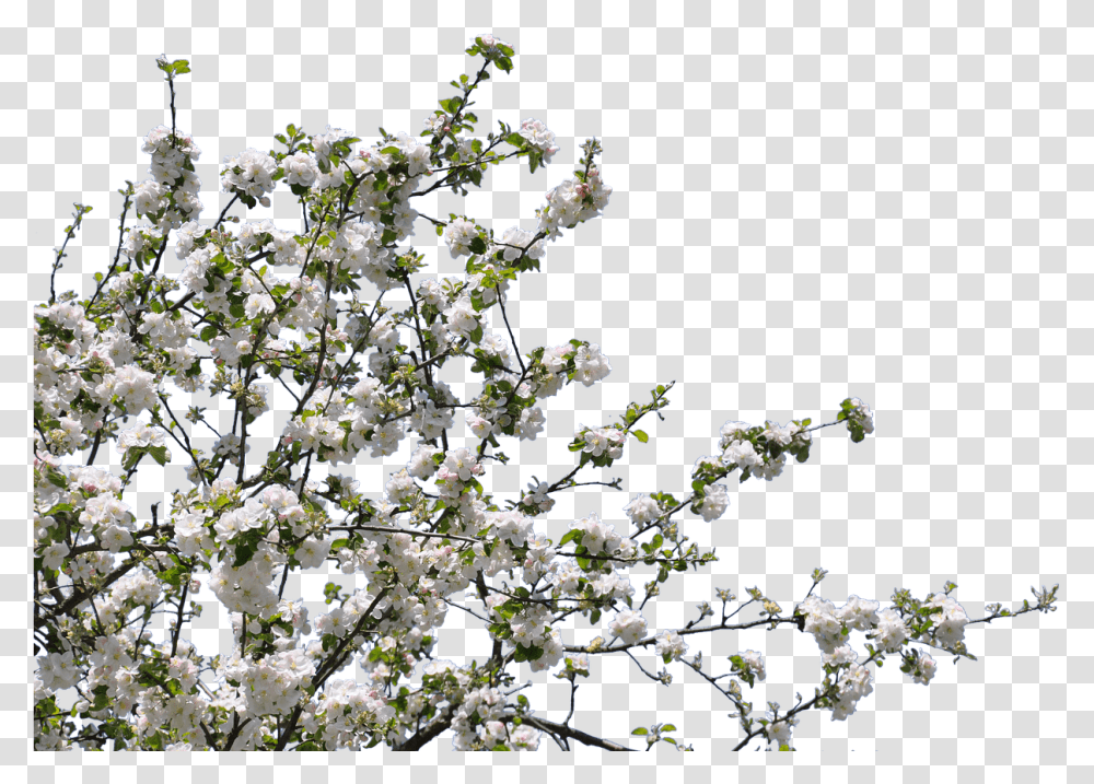 Tree Spring Flowers Tree With Flower, Plant, Cherry Blossom, Outdoors, Nature Transparent Png