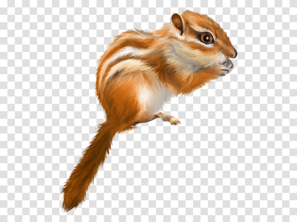 Tree Squirrel Drawing Tree Squirrel, Rodent, Mammal, Animal, Bird Transparent Png