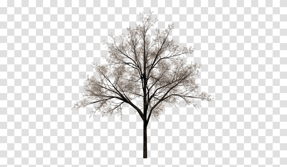 Tree Stock Photography Rvore De Inverno, Plant, Leaf, Nature, Vegetation Transparent Png