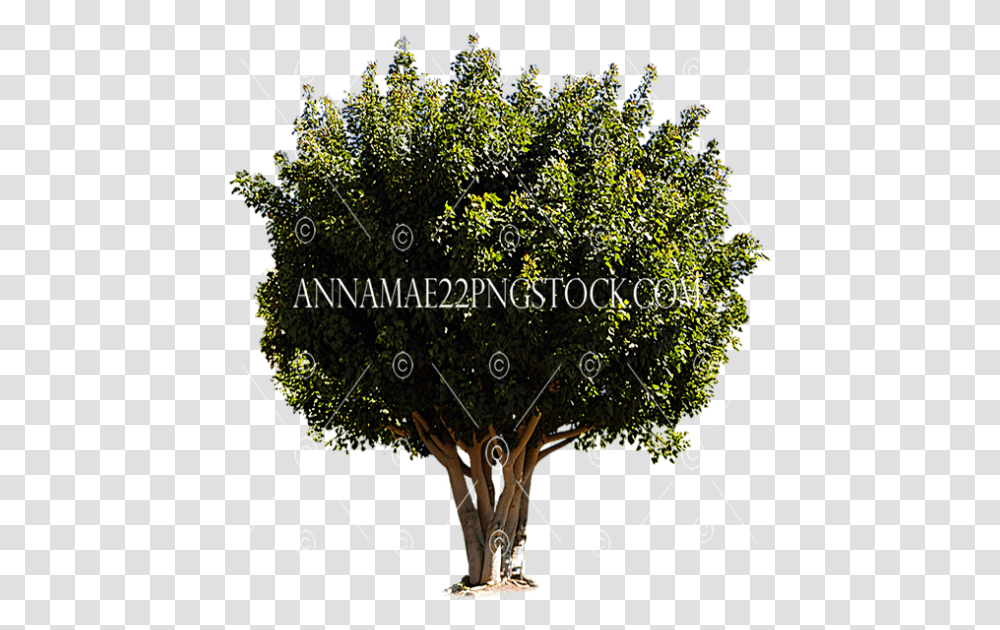 Tree Stock Photos Barringtonia Asiatica, Plant, Moss, Vegetation, Leaf Transparent Png