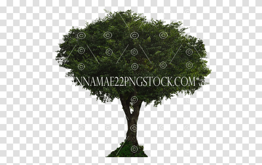 Tree Stock Photos Sabal Palmetto, Leaf, Plant, Outer Space, Astronomy Transparent Png