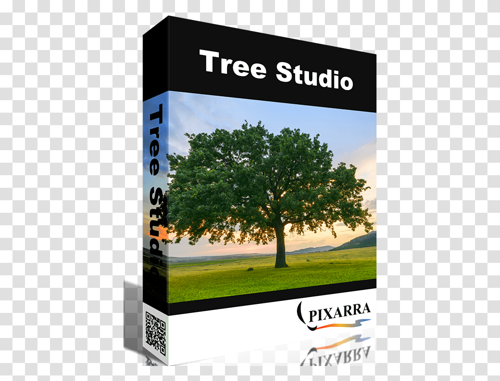 Tree Studio - Easy Painting Photograph, Plant, Oak, Sycamore, Text Transparent Png