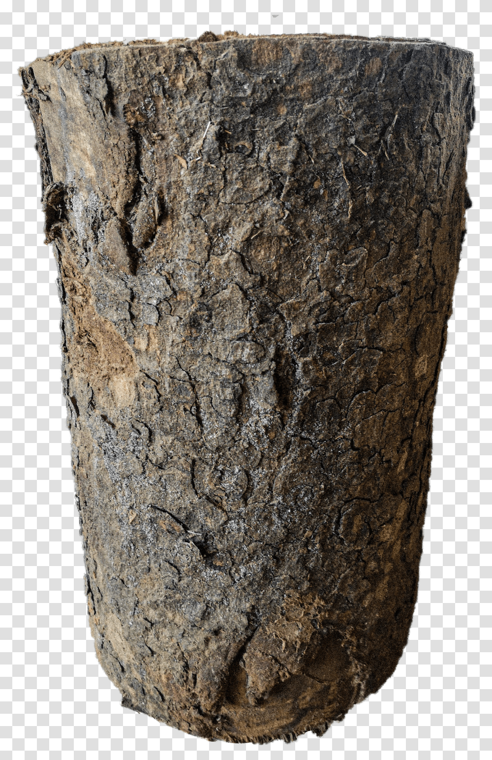 Tree Stump African Mahogany - Wood Yard Transparent Png