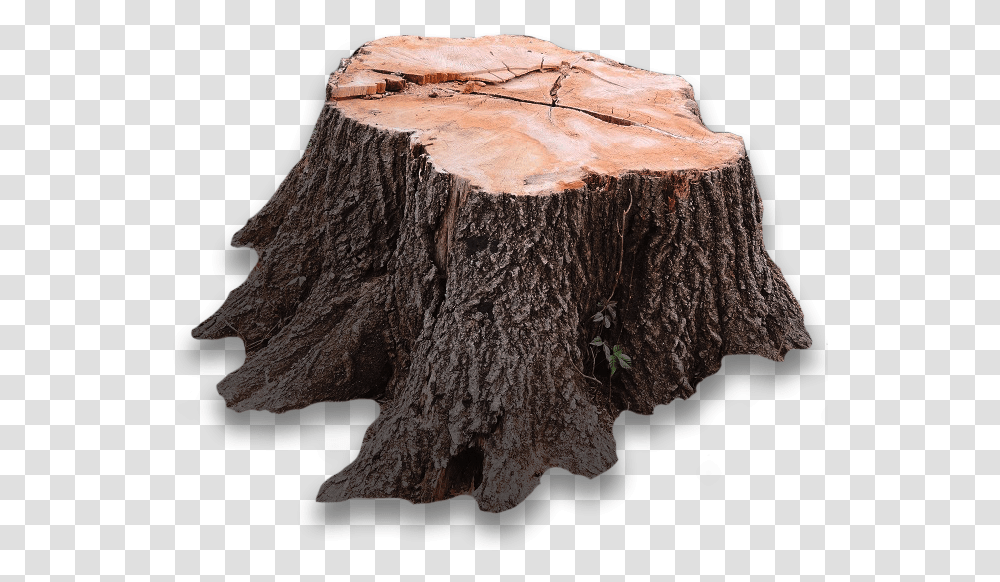 Tree Stump Image Tree Stump, Fungus Transparent Png