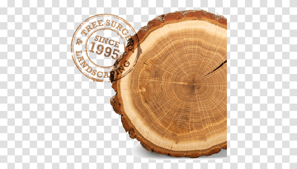 Tree Stump Rings On A Tree Hd Download Original Solid, Wood, Plant, Fungus, Lamp Transparent Png