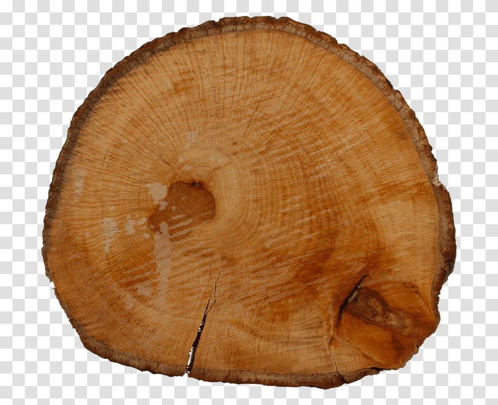 Tree Stump, Wood, Fungus, Lumber Transparent Png