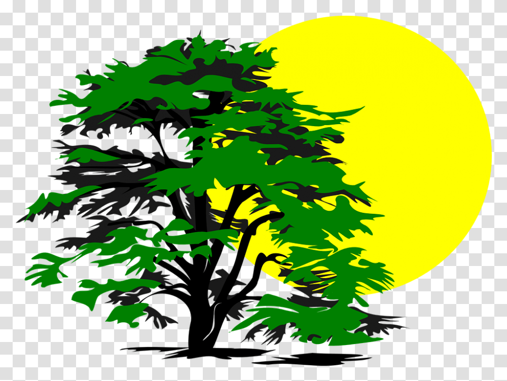 Tree Sun Glow Cedar Tree Clip Art, Graphics, Plant, Pattern, Floral Design Transparent Png