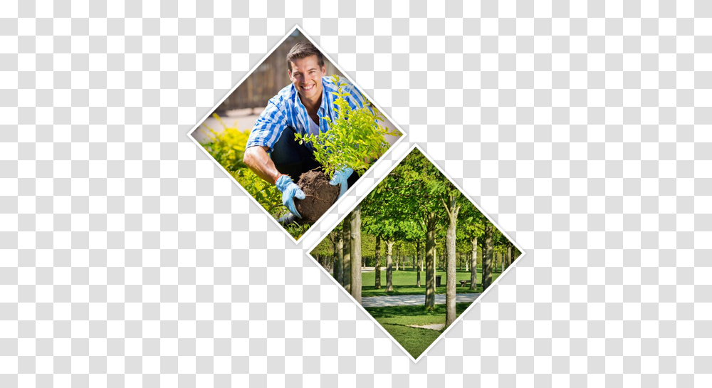 Tree Surgeons In Uxbridge Harrow Beaconsfield Gerrards Buried In The Backyard Meme, Outdoors, Garden, Person, Gardener Transparent Png