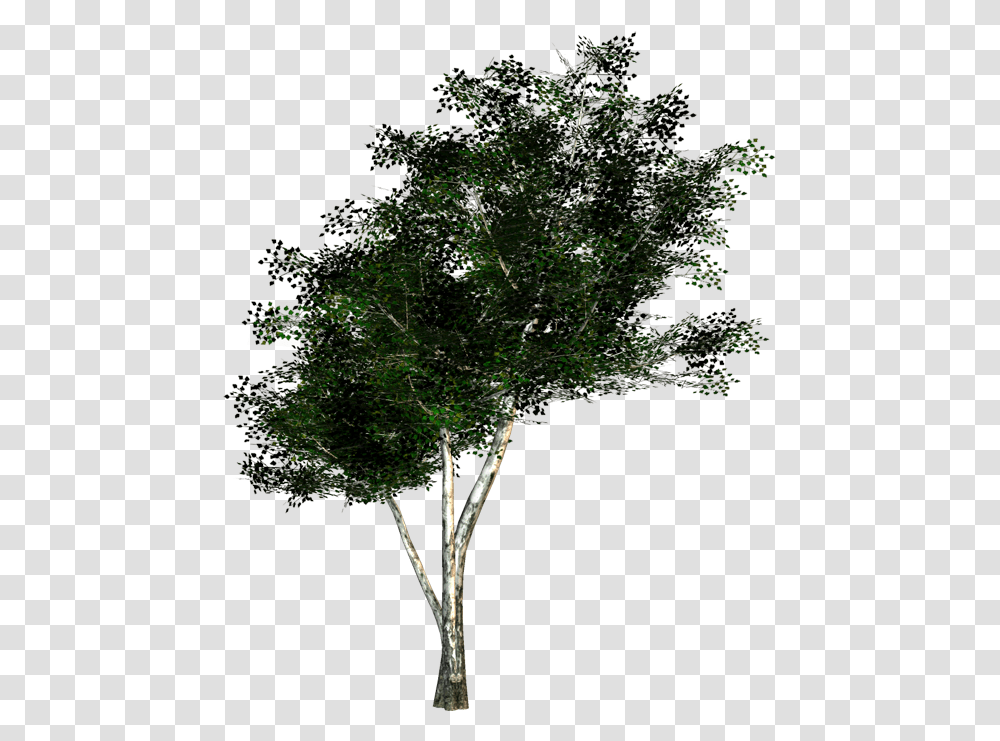 Tree Texture, Plant, Leaf, Tree Trunk, Conifer Transparent Png