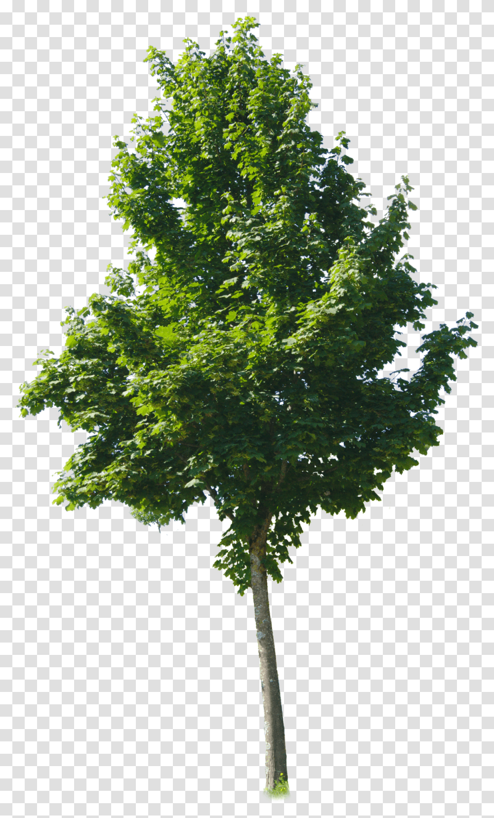 Tree Textures Tree, Plant, Maple, Oak Transparent Png
