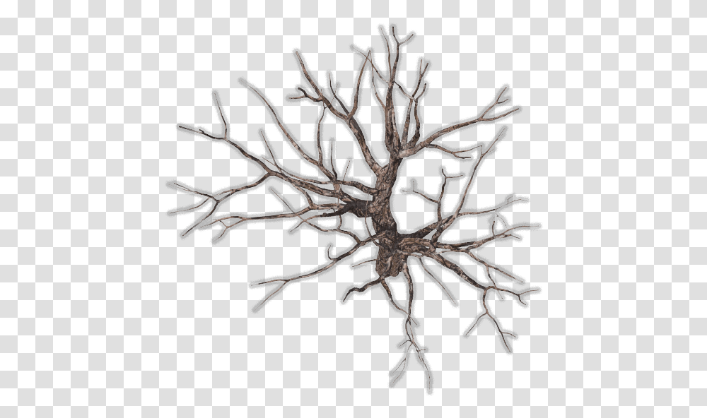 Tree Top Branches, Nature, Spider, Invertebrate, Animal Transparent Png