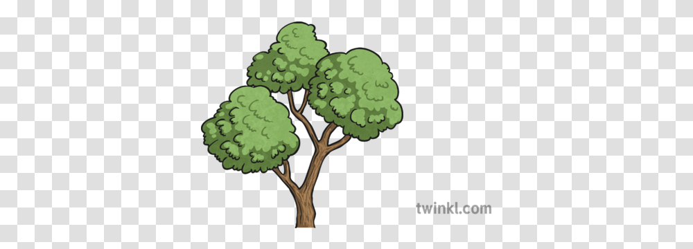 Tree Top Illustration Twinkl Illustration, Plant, Vegetation, Bush, Leaf Transparent Png