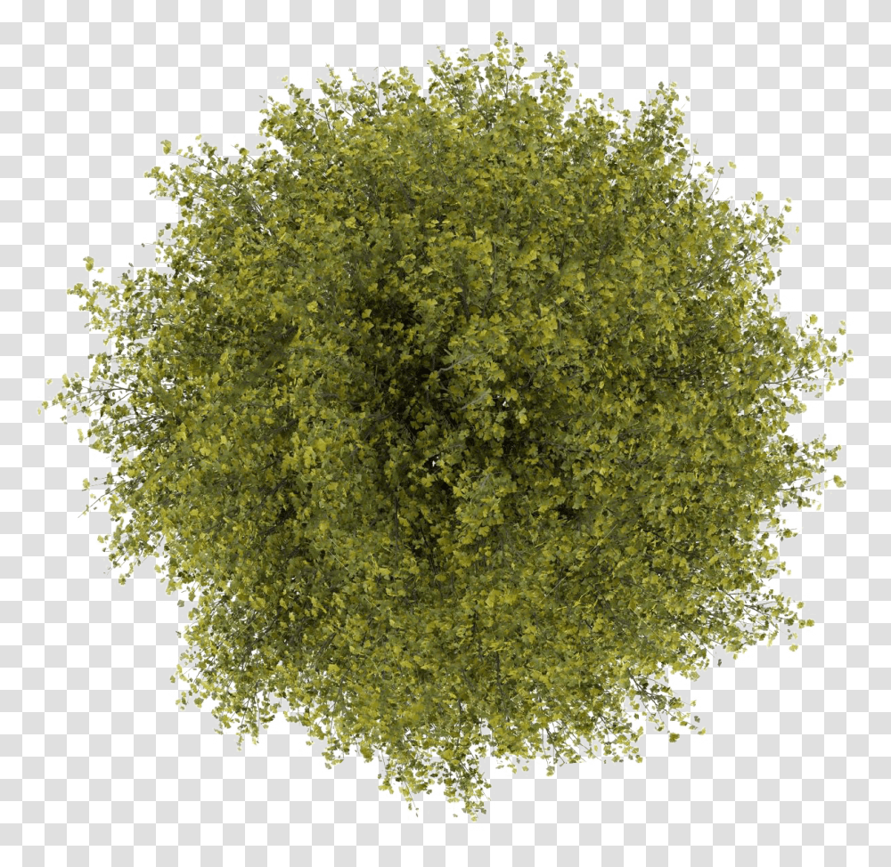 Tree Top View Clipart For Photoshop Tree Top View, Plant, Bush, Vegetation, Moss Transparent Png