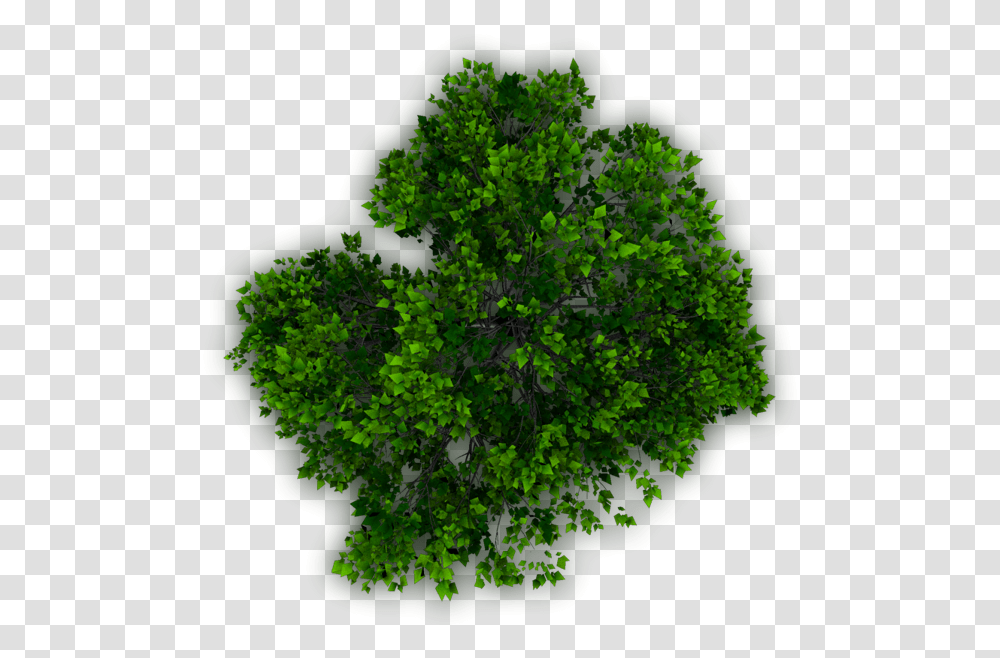 Tree Top View For Photoshop, Green, Plant, Moss, Vegetation Transparent Png
