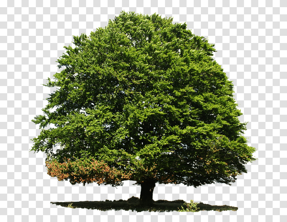 Tree Top View Free 1 Image Save Tissue Paper Save Trees, Plant, Potted Plant, Vase, Jar Transparent Png