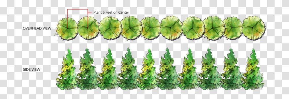 Tree Top View, Green, Plant, Leaf, Vegetation Transparent Png