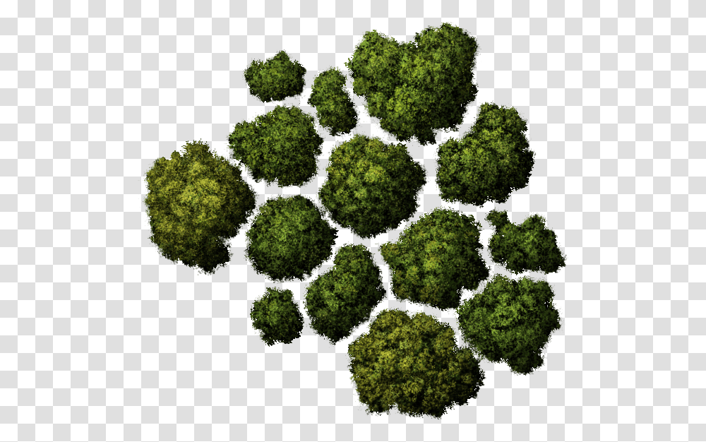 Tree Top View Tree Top View, Plant, Moss, Vegetable, Food Transparent Png