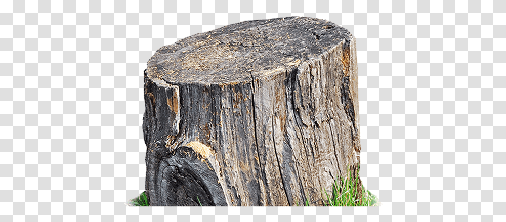 Tree Tree Trunk Stump, Tree Stump, Plant Transparent Png