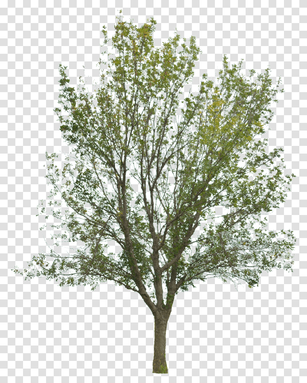 Tree Tree With Leaves Forest Nature Timber Pond Pine, Plant, Bird, Animal, Food Transparent Png