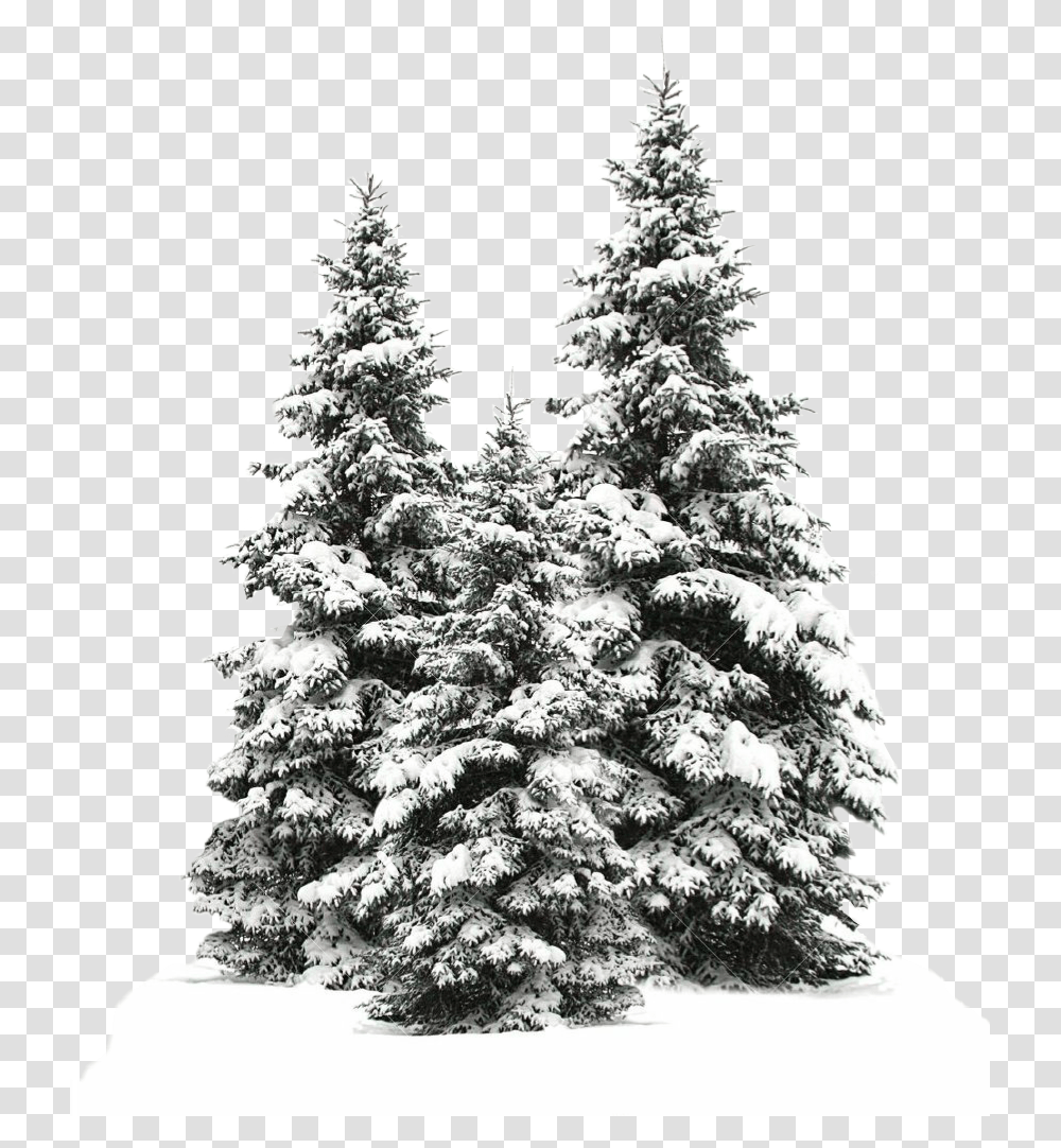 Tree Trees Christmas Christmastree Snow Winter Snow Fir Tree, Plant, Christmas Tree, Ornament, Abies Transparent Png