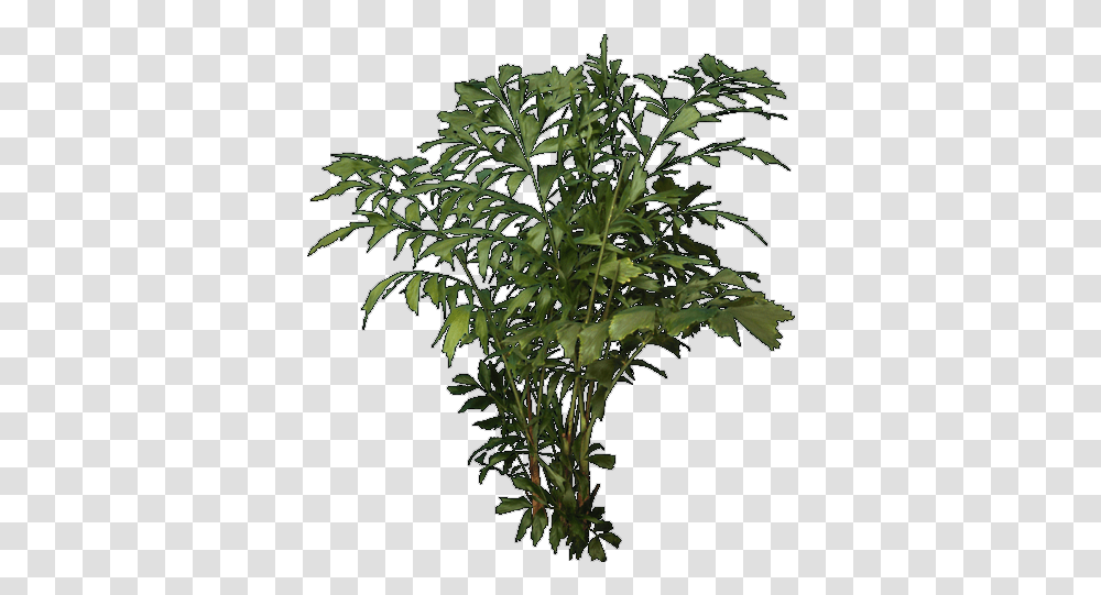 Tree Trees For Photoshop, Plant, Leaf, Acanthaceae, Flower Transparent Png