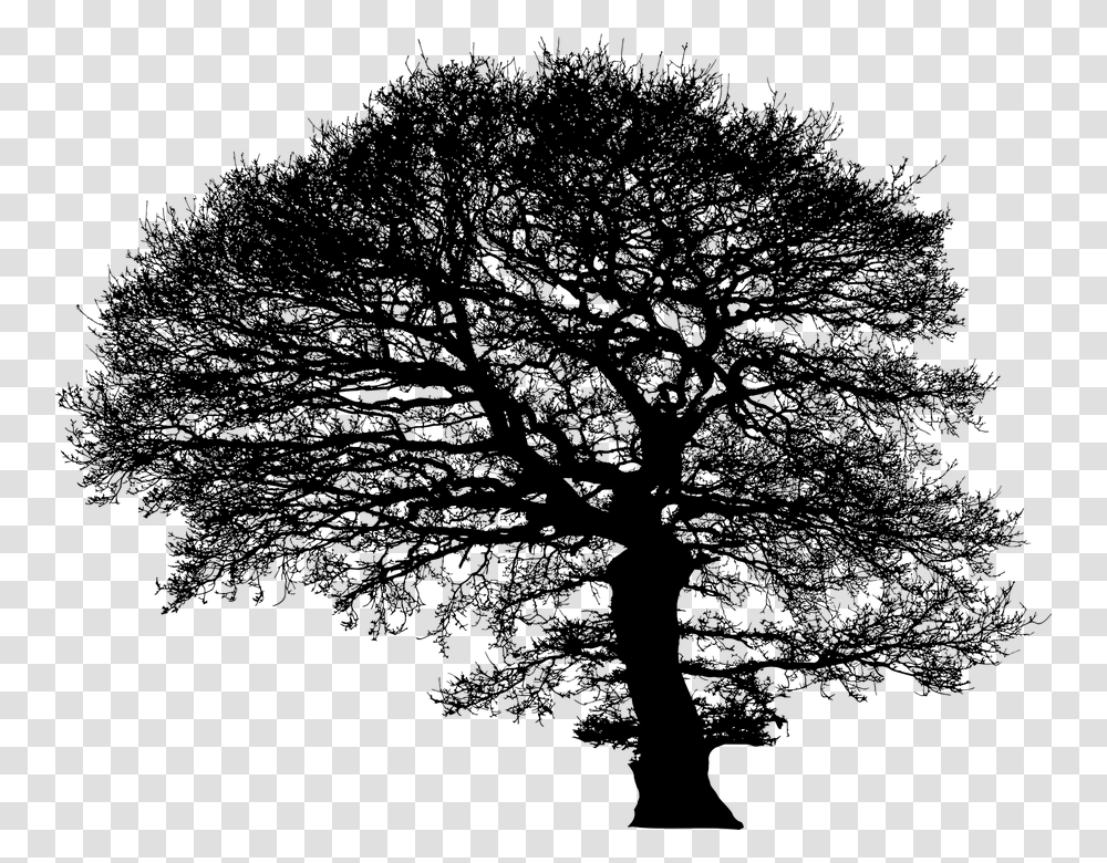 Tree Trees Silhouette Plant Nature Environment Oak, Gray, World Of Warcraft Transparent Png