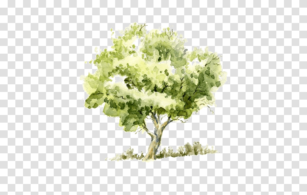 Tree Trees Watercolor Painting Drawing Watercolor Tree, Plant, Flower, Cauliflower, Vegetable Transparent Png