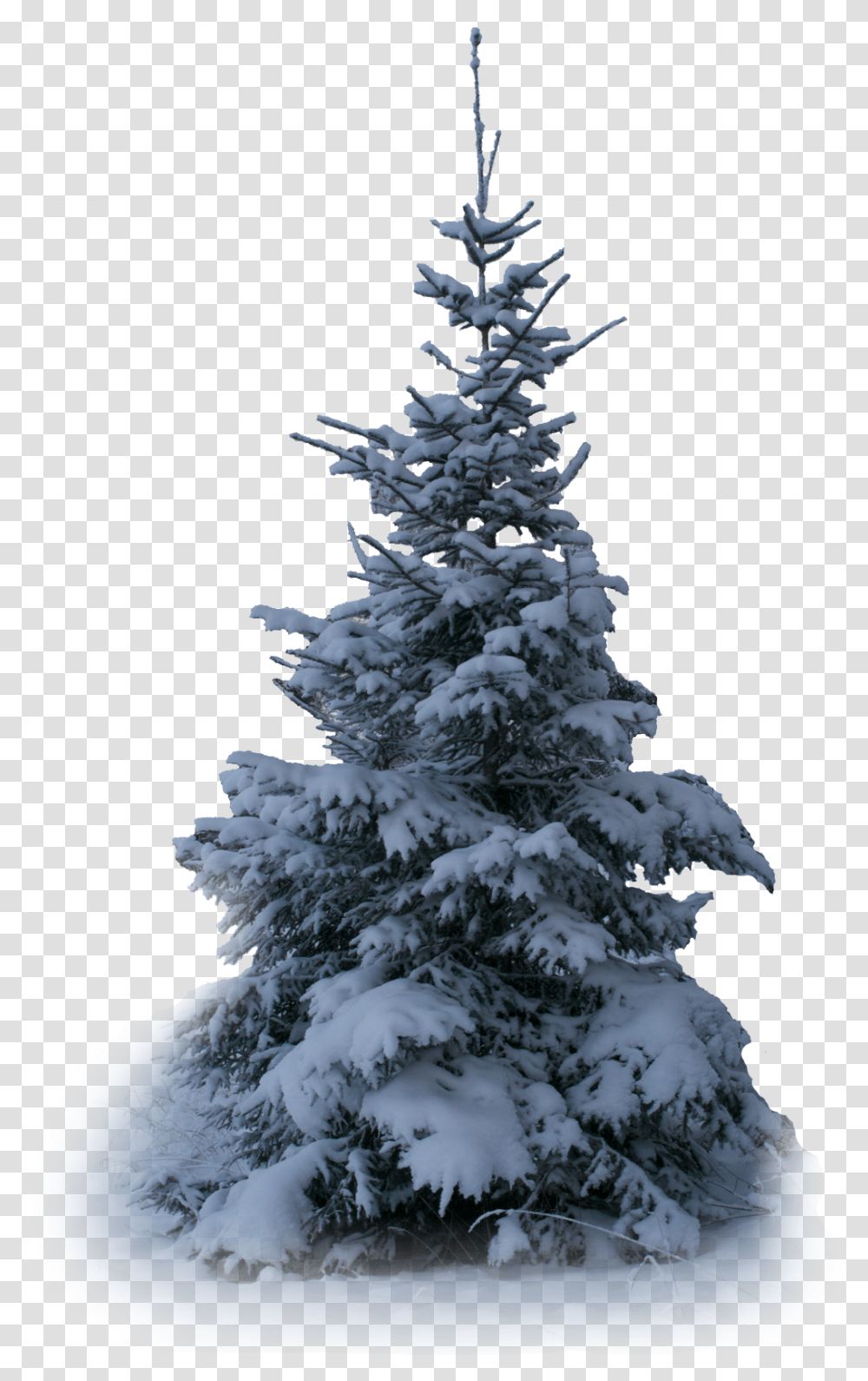Tree Trees Winter Snow Terrieasterly Christmas Tree, Plant, Fir, Abies, Conifer Transparent Png