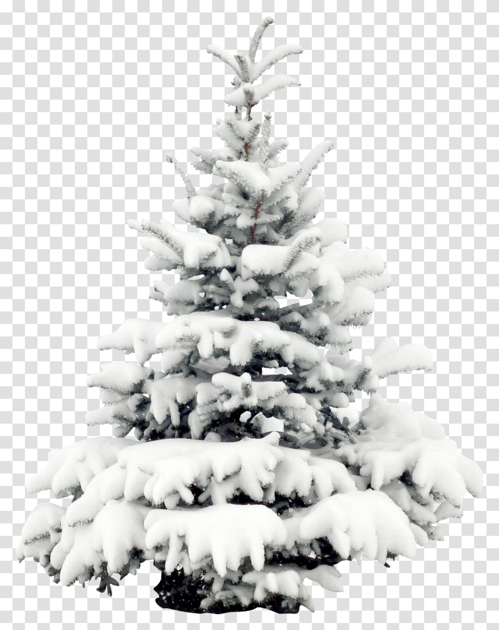 Tree Trees Winter Snow Terrieasterly Snowy Christmas Tree, Plant, Fir, Wedding Cake, Dessert Transparent Png
