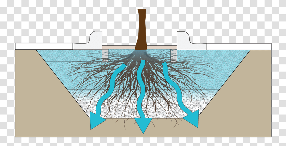 Tree Trench, Root, Plant, Rug Transparent Png