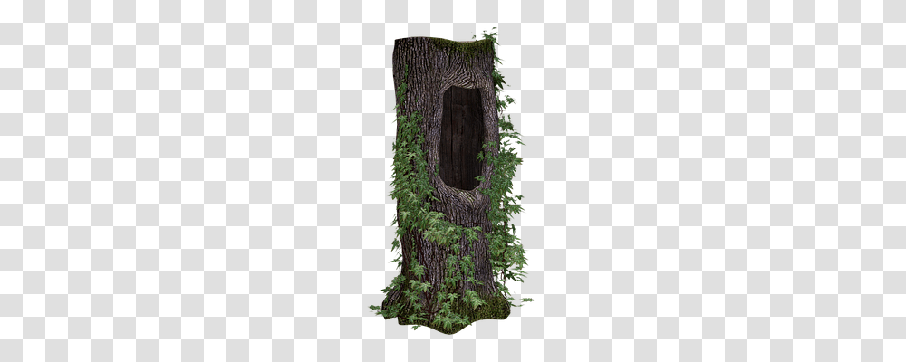 Tree Trunk Nature, Plant, Moss, Vegetation Transparent Png