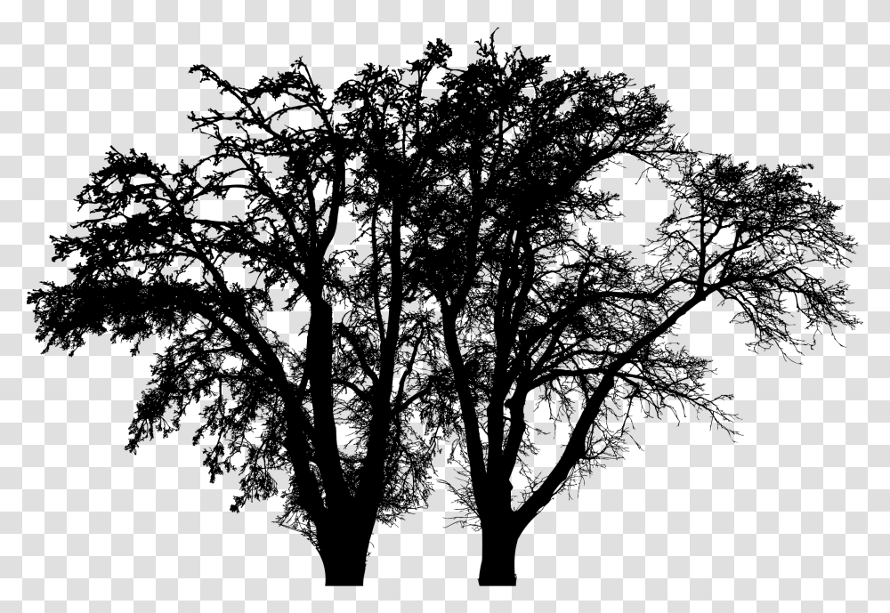Tree Trunk Branch Winter Silhouette Winter Tree, Gray Transparent Png