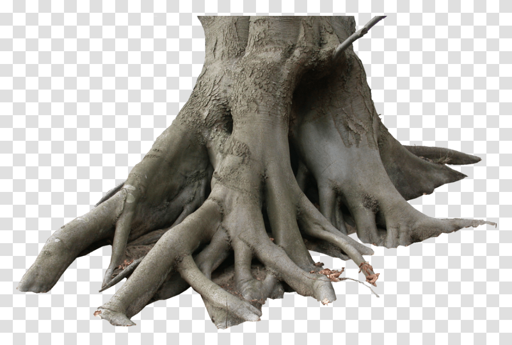 Tree Trunk Dry Tree, Root, Plant, Dinosaur, Reptile Transparent Png