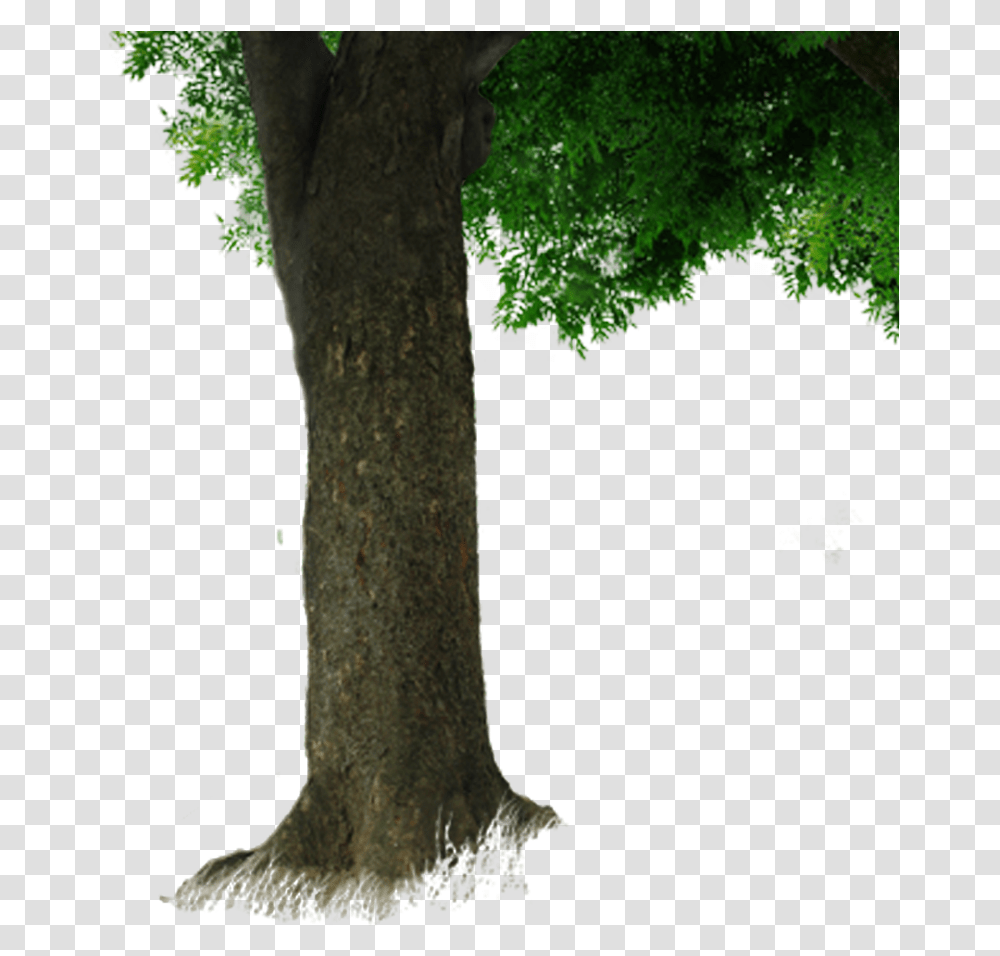 Tree Trunk Image Long Tree Trunk, Plant, Vegetation, Root, Green Transparent Png