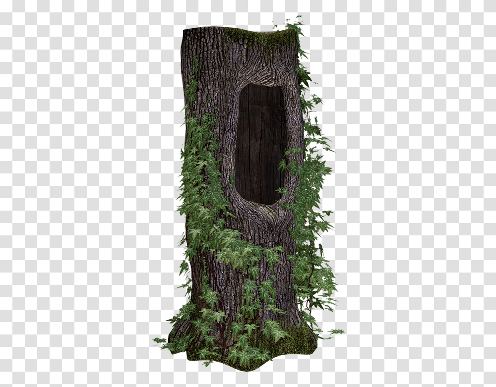 Tree Trunk Ivy Free Image On Pixabay Tree Stumps, Plant, Conifer, Redwood, Fern Transparent Png