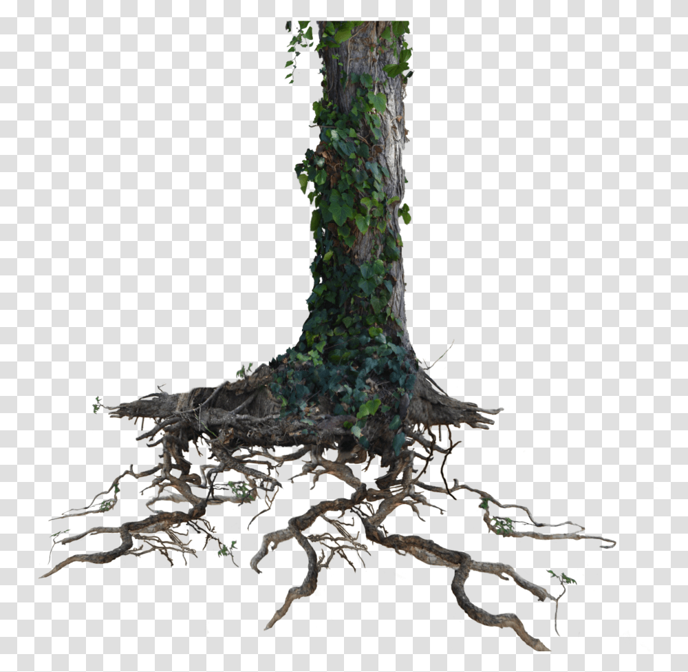Tree Trunk Roots With Ivy Stock Photo 1077 By Annamae22 Tree Trunk Background, Plant Transparent Png