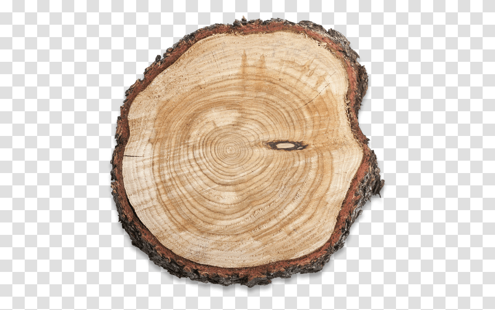 Tree Trunk Tree Trunk Cut, Wood, Tree Stump, Fungus, Lumber Transparent Png