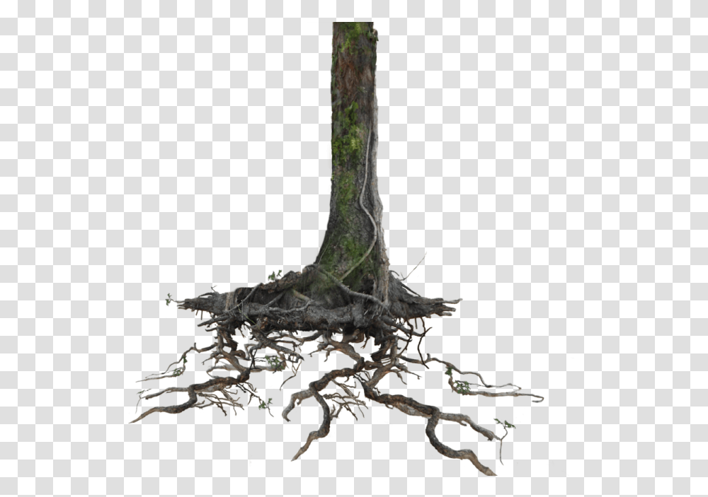 Tree Trunk With Roots, Plant Transparent Png