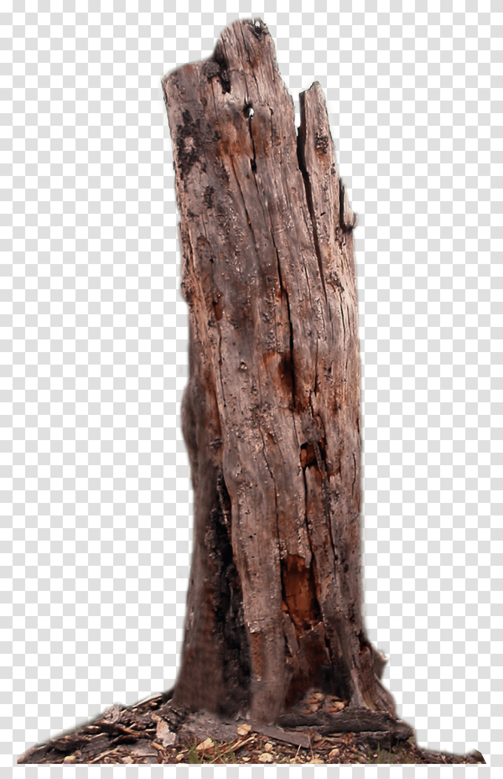 Tree Trunk Wood Clipart Stump, Plant, Tree Stump, Agaric Transparent Png