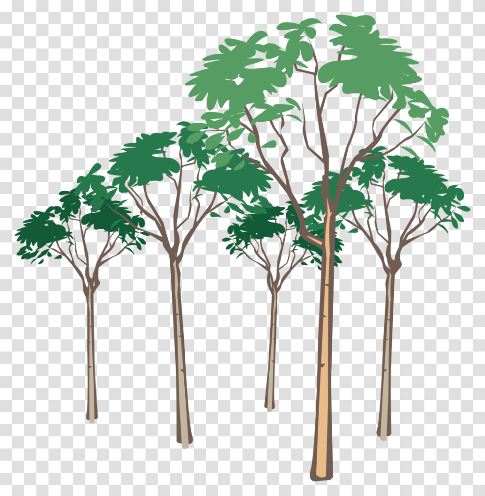 Tree Vector Leron Leron Sinta Litrato, Plant, Palm Tree, Arecaceae, Vegetation Transparent Png