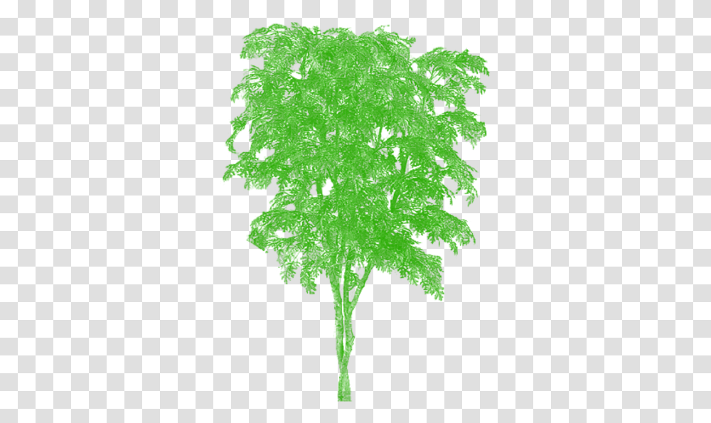 Tree Vector Plan Tier3xyz Japanese Oak Tree, Leaf, Plant, Maple, Green Transparent Png