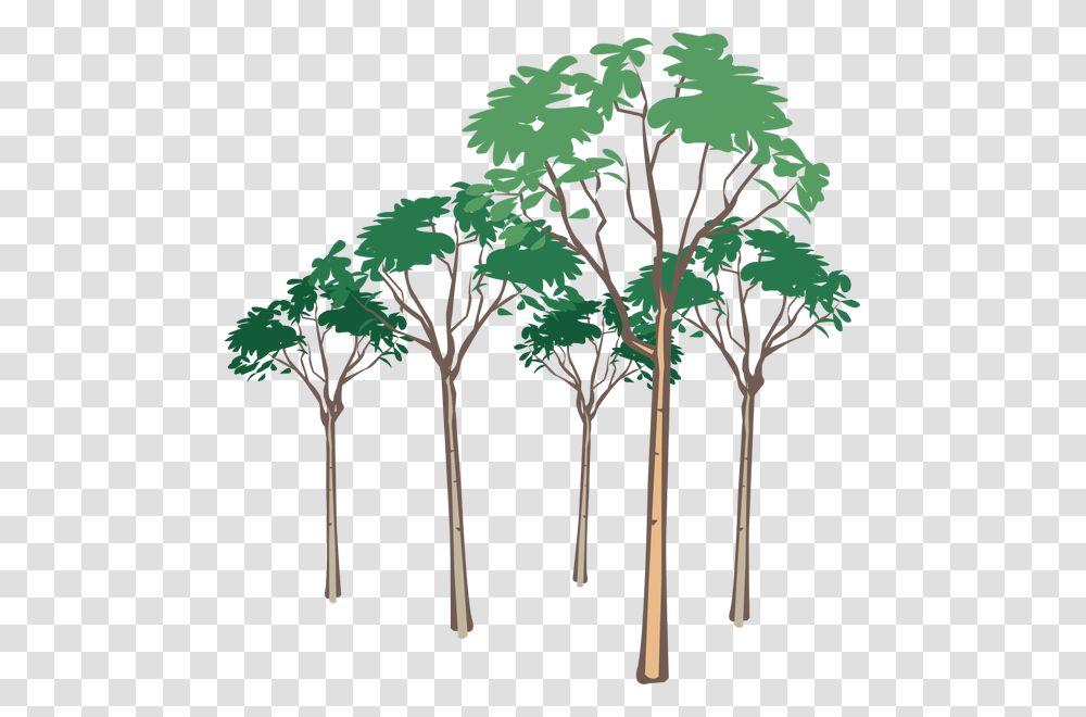 Tree Vector, Plant, Palm Tree, Arecaceae, Tree Trunk Transparent Png